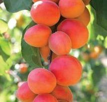 apricot